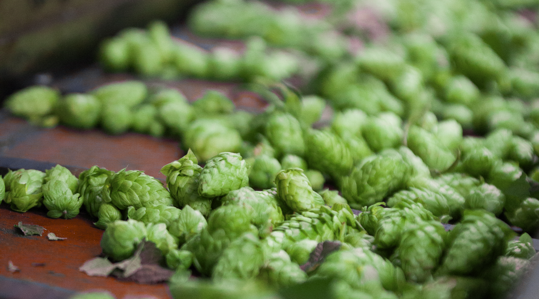 fresh hops