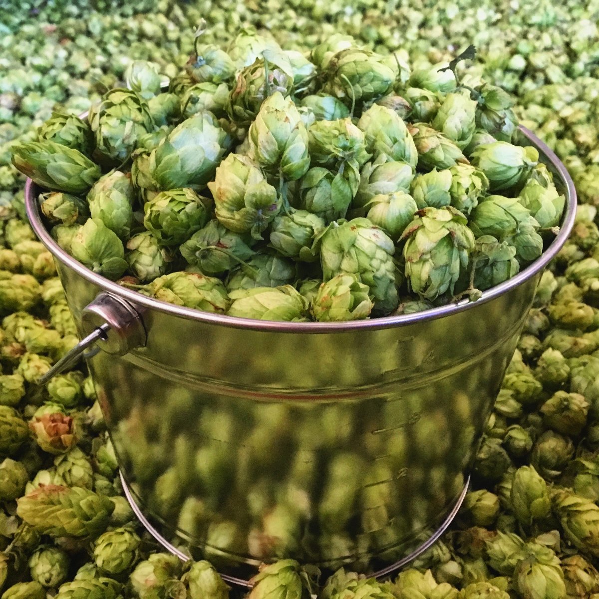 hops in blucket